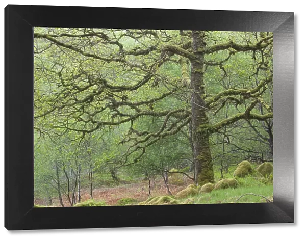 Sessile Oak tree (Quercus petraea) in spring, Sunart Oakwoods, Ardnamurchan, Highland