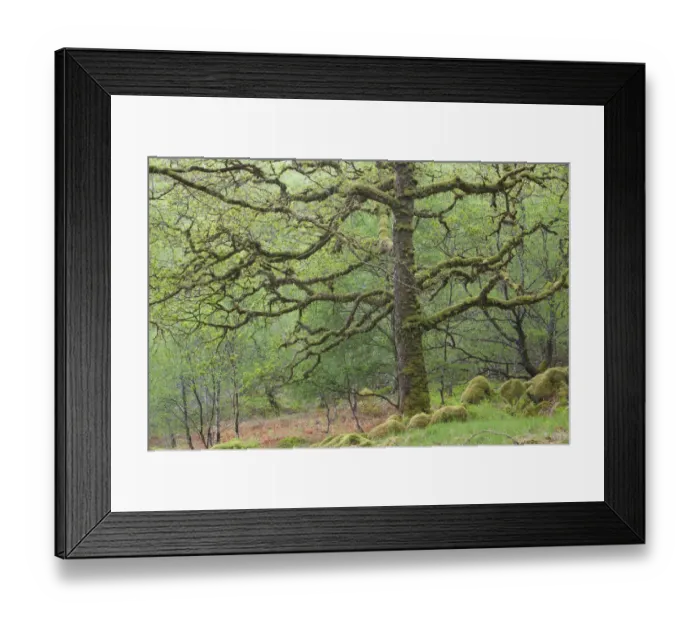 Framed Print : Sessile Oak tree (Quercus petraea) in spring, Sunart Oakwoods, Ardnamurchan, Highland Framed Print : Sessile Oak tree (Quercus petraea) in spring, Sunart Oakwoods, Ardnamurchan, Highland