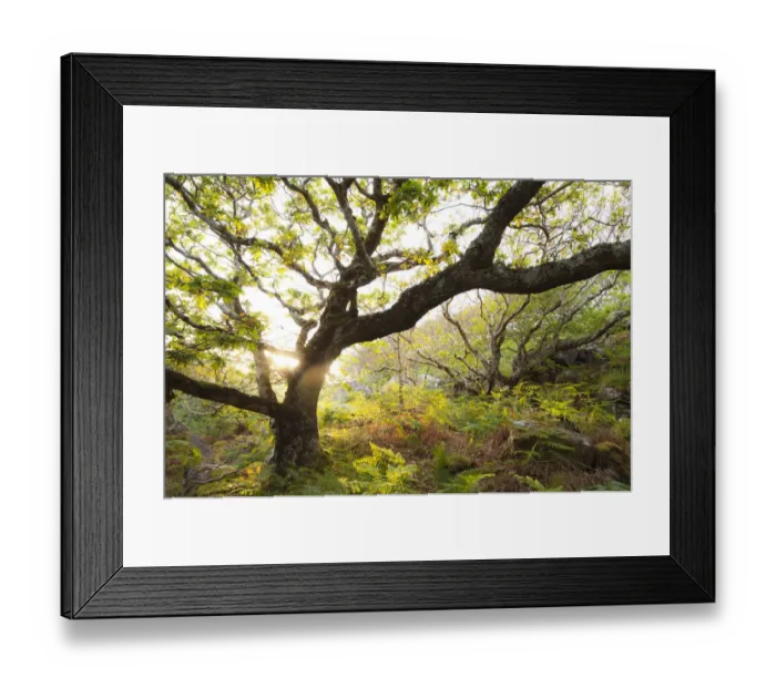Framed Print : Atlantic oak wood (Quercus petraea), Achduart, Coigach and Assynt, Sutherland, Scotland Framed Print : Atlantic oak wood (Quercus petraea), Achduart, Coigach and Assynt, Sutherland, Scotland