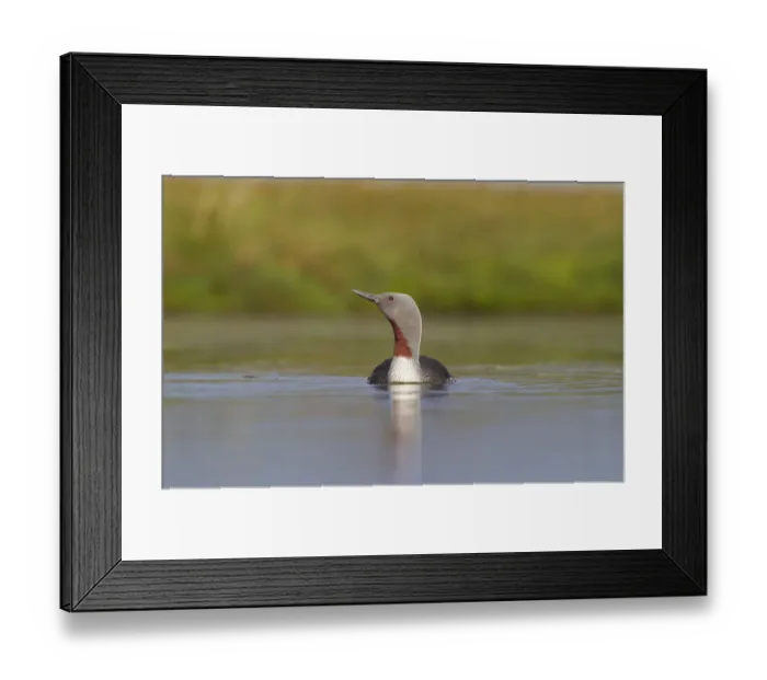 Framed Print : Red-throated diver (Gavia stellata) adult on breeding loch, Flow Country, Highland