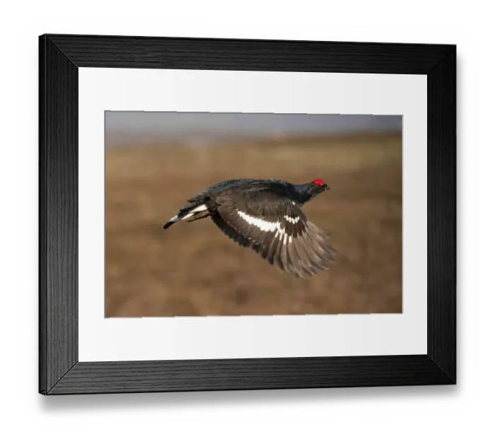 Framed Print : Black grouse (Tetrao tetrix) male in flight at lek, Cairngorms NP, Grampian, Scotland Framed Print : Black grouse (Tetrao tetrix) male in flight at lek, Cairngorms NP, Grampian, Scotland
