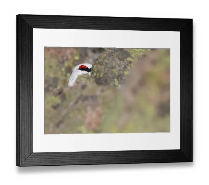 Framed Print : Rock ptarmigan (Lagopus mutus) male hidden by rocks, eye visible, winter plumage Framed Print : Rock ptarmigan (Lagopus mutus) male hidden by rocks, eye visible, winter plumage
