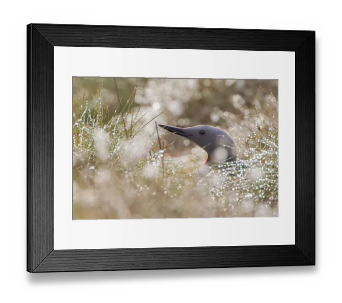 Framed Print : Red-throated diver (Gavia stellata) adult on nest amongst cotton grass, Flow Country Framed Print : Red-throated diver (Gavia stellata) adult on nest amongst cotton grass, Flow Country