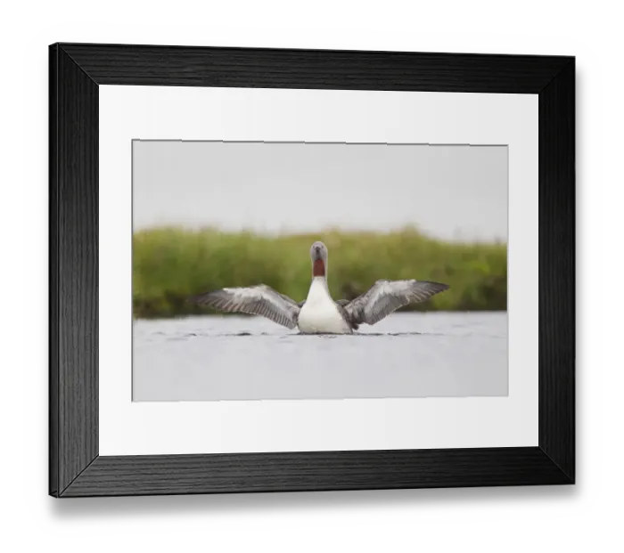 Framed Print : Red-throated diver (Gavia stellata) adult stretching wings on breeding loch, Flow Country Framed Print : Red-throated diver (Gavia stellata) adult stretching wings on breeding loch, Flow Country