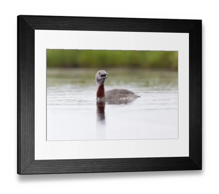 Framed Print : Red-throated diver (Gavia stellata) adult calling on breeding loch, Flow Country Framed Print : Red-throated diver (Gavia stellata) adult calling on breeding loch, Flow Country