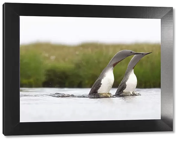 Red-throated diver (Gavia stellata) adult pair displaying on breeding loch, Flow Country