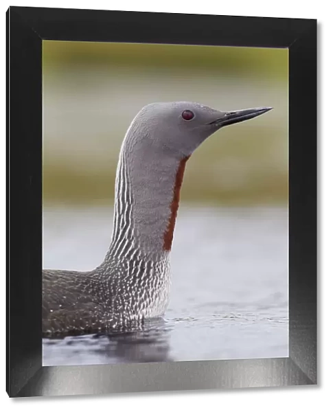 Red-throated diver (Gavia stellata) adult on breeding loch, Flow Country, Highland