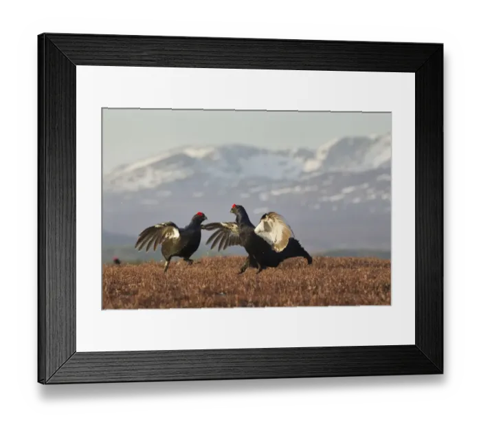 Framed Print : Black grouse (Tetrao tetrix) two males fighting at lek site with mountains in the background Framed Print : Black grouse (Tetrao tetrix) two males fighting at lek site with mountains in the background