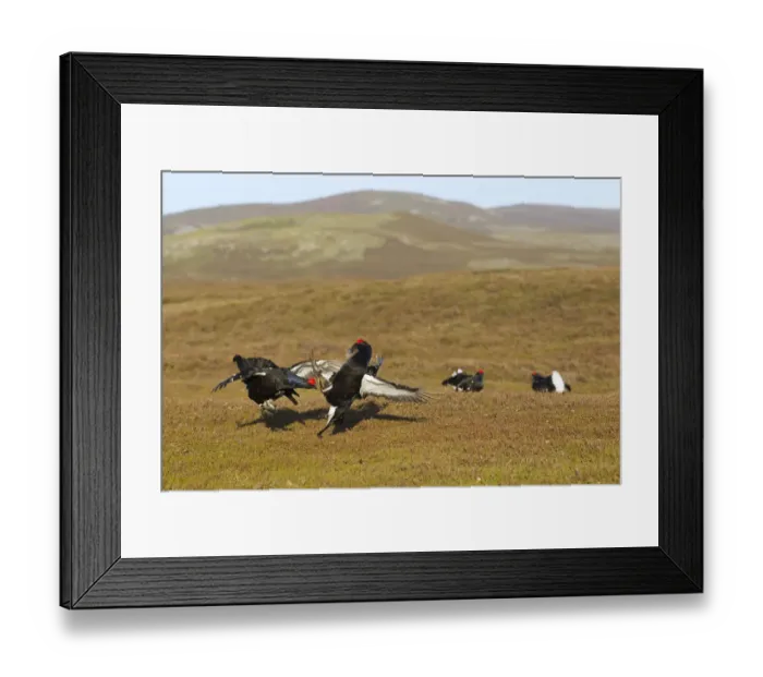 Framed Print : Black grouse (Tetrao tetrix) males fighting at lek site, Cairngorms National Park Framed Print : Black grouse (Tetrao tetrix) males fighting at lek site, Cairngorms National Park