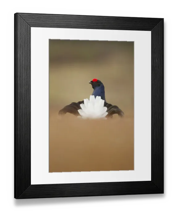 Framed Print : Rear view of Black grouse (Tetrao tetrix) male displaying at lek, Cairngorms National Park Framed Print : Rear view of Black grouse (Tetrao tetrix) male displaying at lek, Cairngorms National Park