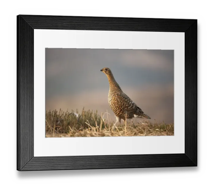Framed Print : Black grouse (Tetrao tetrix) female at lek, Creag Megaidh NNR, Highlands, Scotland Framed Print : Black grouse (Tetrao tetrix) female at lek, Creag Megaidh NNR, Highlands, Scotland