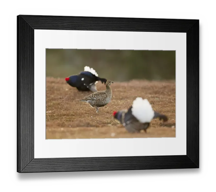 Framed Print : Black grouse (Tetrao tetrix) female at lek on heather moorland with two males displaying nearby Framed Print : Black grouse (Tetrao tetrix) female at lek on heather moorland with two males displaying nearby