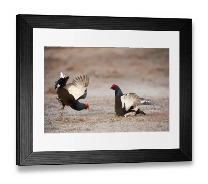 Framed Print : Black grouse (Tetrao tetrix) two males displaying and fighting at lek, Cairngorms NP Framed Print : Black grouse (Tetrao tetrix) two males displaying and fighting at lek, Cairngorms NP