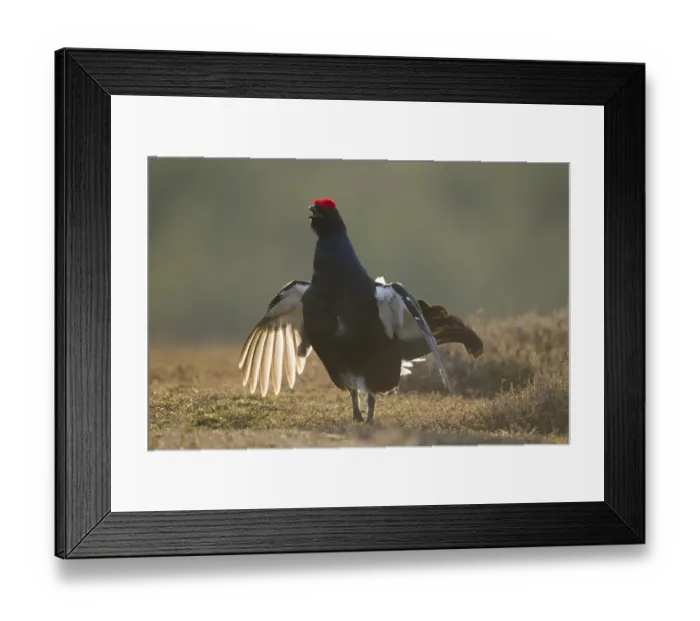 Framed Print : Black grouse (Tetrao tetrix) male displaying at lek, Creag Megaidh NNR, Highlands Framed Print : Black grouse (Tetrao tetrix) male displaying at lek, Creag Megaidh NNR, Highlands