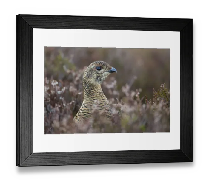 Framed Print : Black grouse (Tetrao tetrix) female at lek amongst heather, Creag Megaidh NNR, Highlands Framed Print : Black grouse (Tetrao tetrix) female at lek amongst heather, Creag Megaidh NNR, Highlands