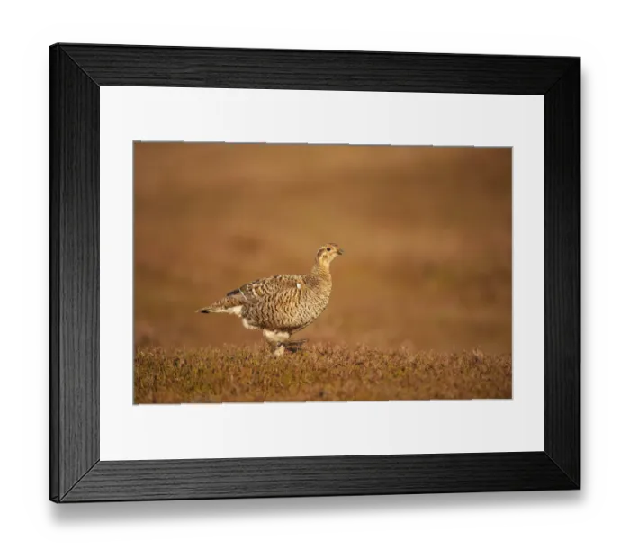 Framed Print : Black grouse (Tetrao tetrix) female at lek, Cairngorms NP, Grampian, Scotland, UK, April Framed Print : Black grouse (Tetrao tetrix) female at lek, Cairngorms NP, Grampian, Scotland, UK, April