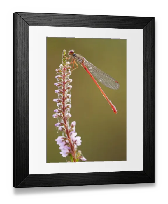 Framed Print : Small red damselfly {Ceriagrion tenellum} resting on willow herb flower spike, covered Framed Print : Small red damselfly {Ceriagrion tenellum} resting on willow herb flower spike, covered