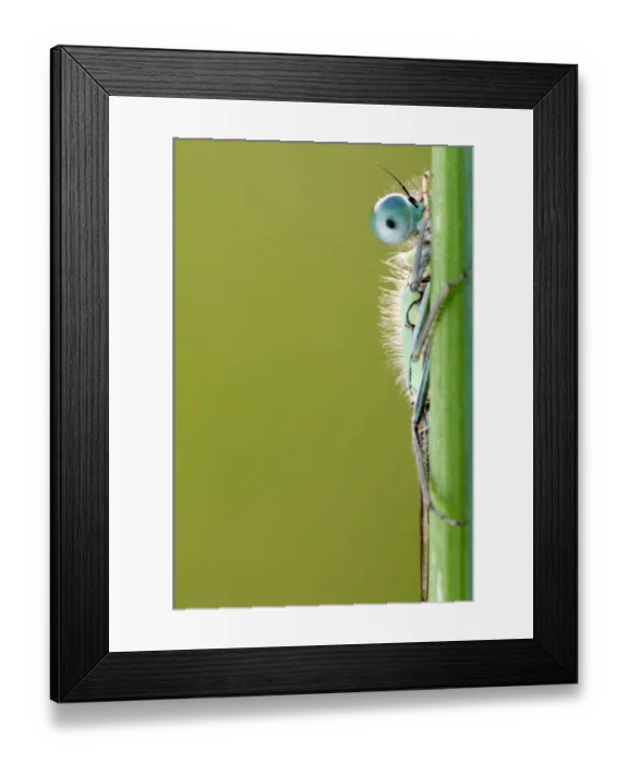Framed Print : Blue-tailed damselfly {Ischnura elegans} half visible behind reed stem, Cornwall, UK Framed Print : Blue-tailed damselfly {Ischnura elegans} half visible behind reed stem, Cornwall, UK