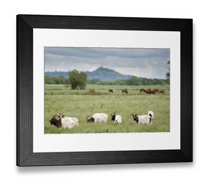 Framed Print : Goats and Cattle grazing on farmland at Shapwick Heath (Somerset Wildlife Trust) Nature Reserve Framed Print : Goats and Cattle grazing on farmland at Shapwick Heath (Somerset Wildlife Trust) Nature Reserve