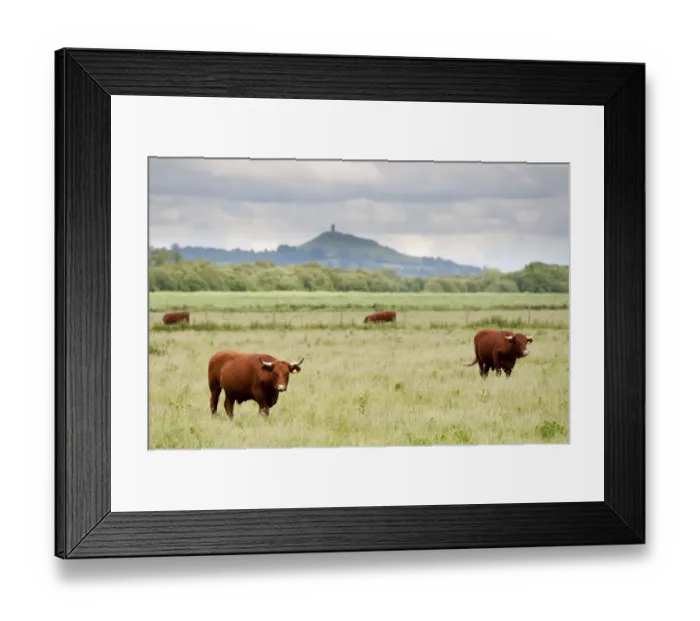Framed Print : Cattle grazing on farmland at Shapwick Heath (Somerset Wildlife Trust) Nature Reserve Framed Print : Cattle grazing on farmland at Shapwick Heath (Somerset Wildlife Trust) Nature Reserve