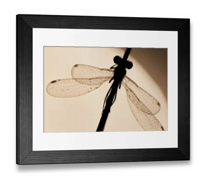 Framed Print : Emerald damselfly {Lestes sponsa}, silhouette against water, Arne (RSPB) Nature Reserve, Dorset, UK Framed Print : Emerald damselfly {Lestes sponsa}, silhouette against water, Arne (RSPB) Nature Reserve, Dorset, UK