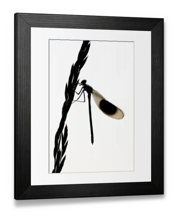Framed Print : Banded demoiselle {Calopteryx splendens} silhouette of male on grass flower, Lower Tamar Lakes