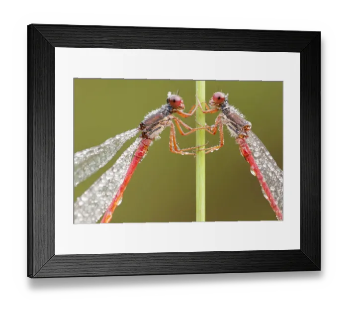 Framed Print : RF- Two Small red damselflies (Ceriagrion tenellum) covered in morning dew. Arne Framed Print : RF- Two Small red damselflies (Ceriagrion tenellum) covered in morning dew. Arne