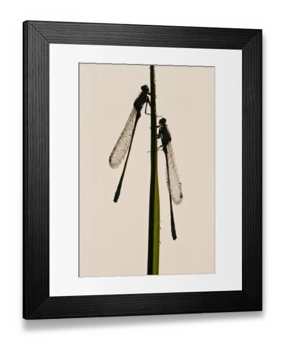 Framed Print : Two Blue-tailed damselflies {Ischnura elegans}, silhouette on reed, Cornwall, UK. June Framed Print : Two Blue-tailed damselflies {Ischnura elegans}, silhouette on reed, Cornwall, UK. June