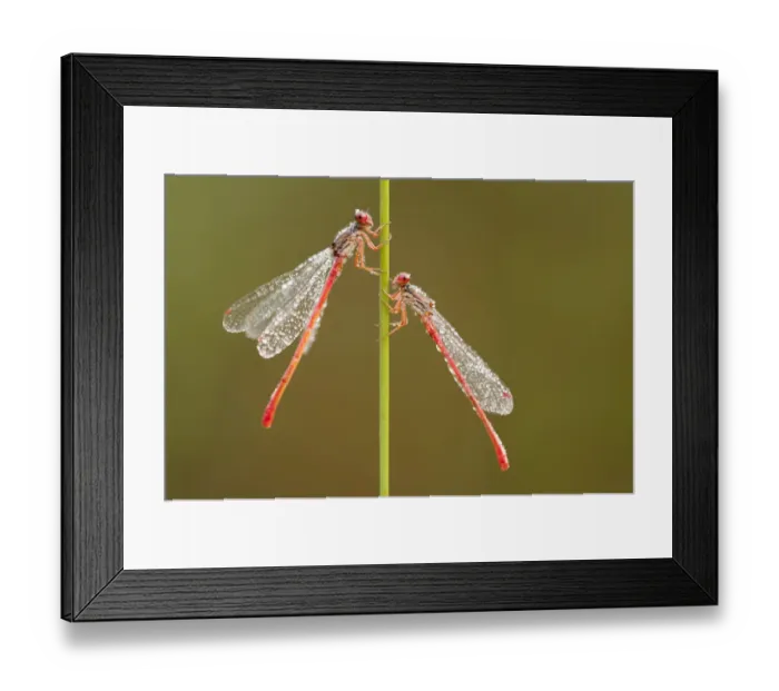 Framed Print : Small red damselflies {Ceriagrion tenellum} covered in morning dew, Arne (RSPB) Nature Reserve Framed Print : Small red damselflies {Ceriagrion tenellum} covered in morning dew, Arne (RSPB) Nature Reserve