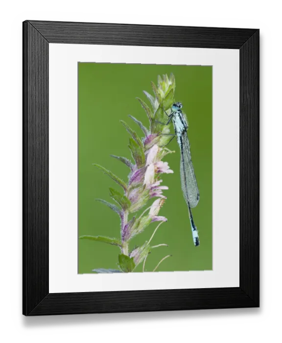 Framed Print : Blue-tailed damselfly {Ischnura elegans}, male on flower spike, Cornwall, UK. June Framed Print : Blue-tailed damselfly {Ischnura elegans}, male on flower spike, Cornwall, UK. June