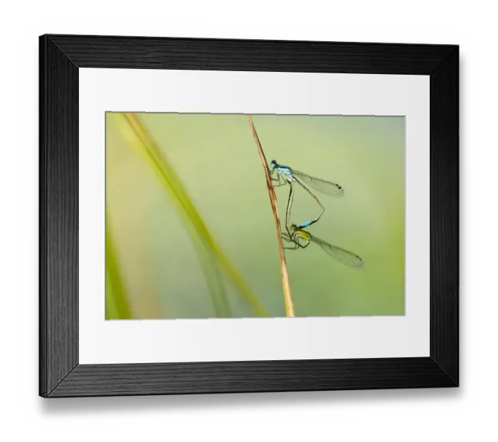Framed Print : Common blue damselfly {Enallagma cyathigerum}, mating pair, Little Bradley Ponds, Devon, UK