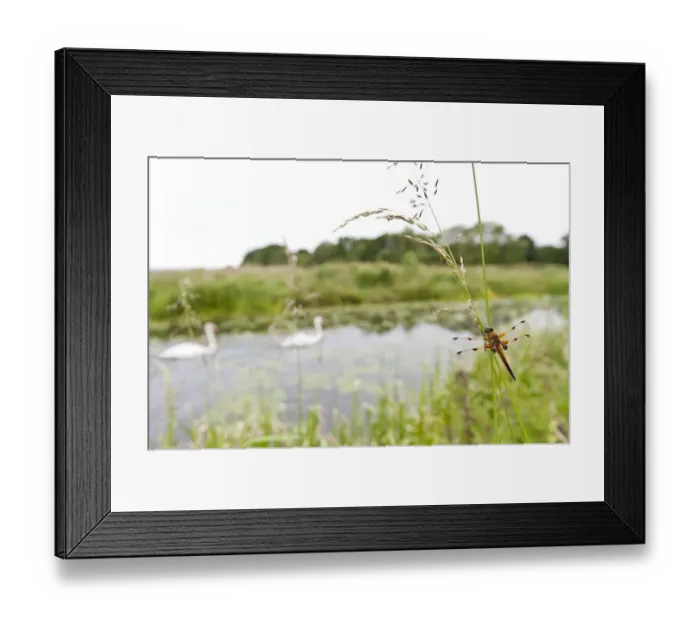Framed Print : Four-spotted chaser {Libellula quadrimaculata} dragonfly resting on grass in wetland Framed Print : Four-spotted chaser {Libellula quadrimaculata} dragonfly resting on grass in wetland