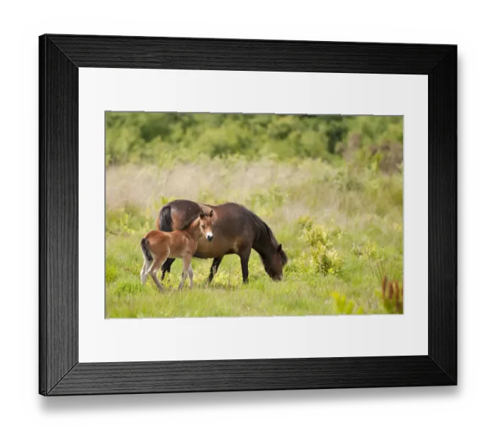 Framed Print : Exmoor pony and foal {Equus caballus}, released at Westhay (Somerset Wildlife Trust) Nature Reserve Framed Print : Exmoor pony and foal {Equus caballus}, released at Westhay (Somerset Wildlife Trust) Nature Reserve
