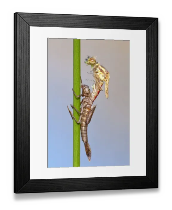 Framed Print : RF- Large red damselfly (Pyrrhosoma nymphula) emerging from nymphal case. Cornwall, UK Framed Print : RF- Large red damselfly (Pyrrhosoma nymphula) emerging from nymphal case. Cornwall, UK