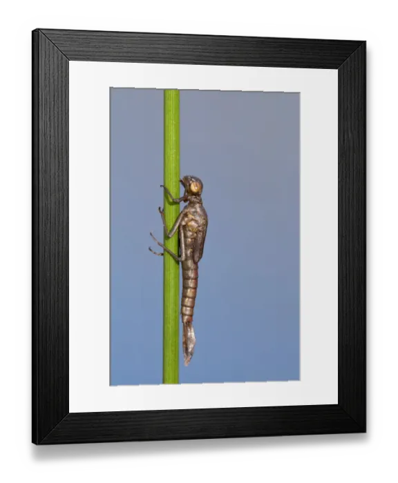 Framed Print : Large red damselfly {Pyrrhosoma nymphula} nymph about to hatch, Cornwall, UK. April Framed Print : Large red damselfly {Pyrrhosoma nymphula} nymph about to hatch, Cornwall, UK. April