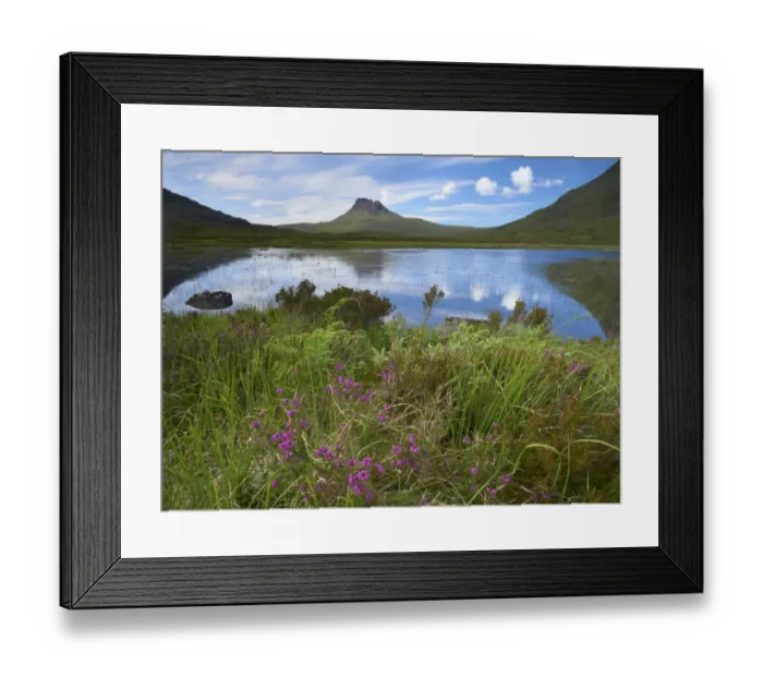 Framed Print : Pool and Stac Pollaidh, Coigach / Assynt SWT, Sutherland, Highlands, Scotland, UK, June 2011 Framed Print : Pool and Stac Pollaidh, Coigach / Assynt SWT, Sutherland, Highlands, Scotland, UK, June 2011