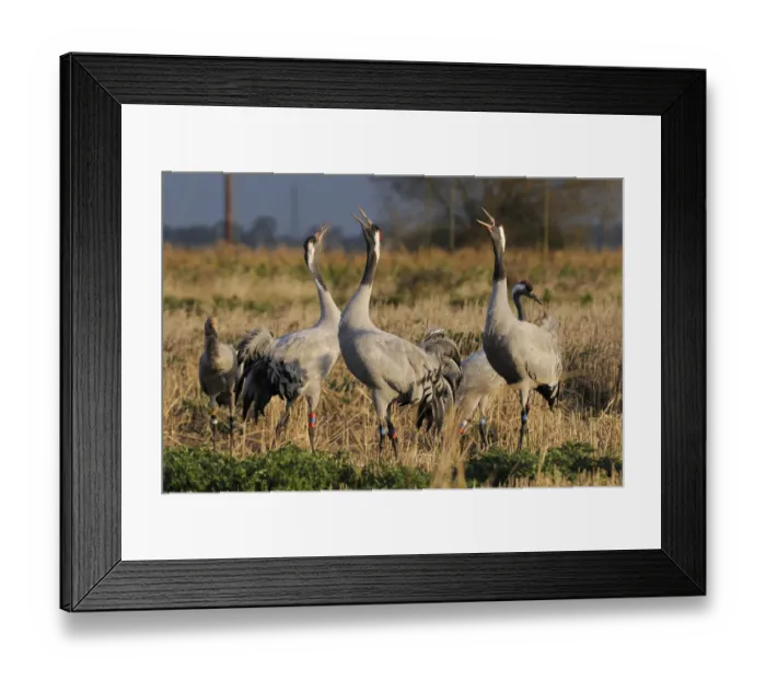 Framed Print : Common / Eurasian cranes (Grus grus) three 18 month juveniles, Bart, Christine Framed Print : Common / Eurasian cranes (Grus grus) three 18 month juveniles, Bart, Christine