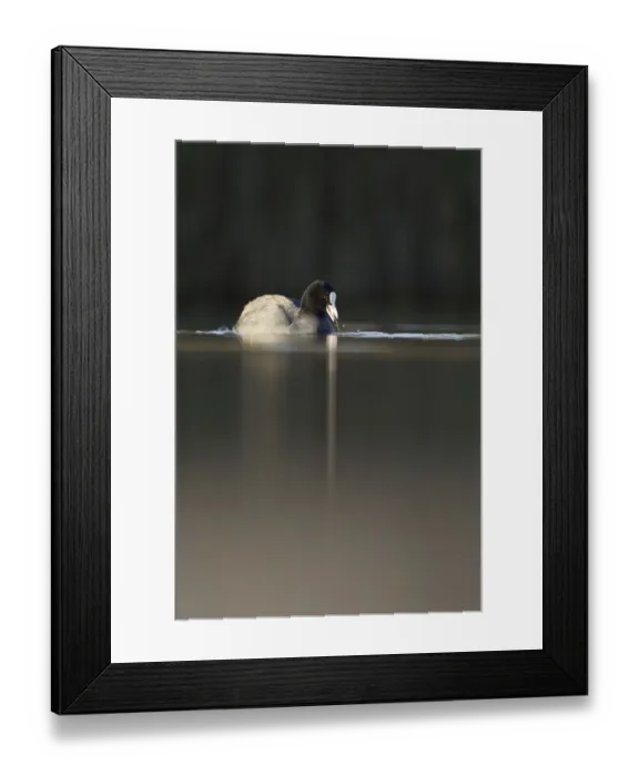 Framed Print : Coot (Fulica atra) on water in evening light, Fife, Scotland, UK, November
