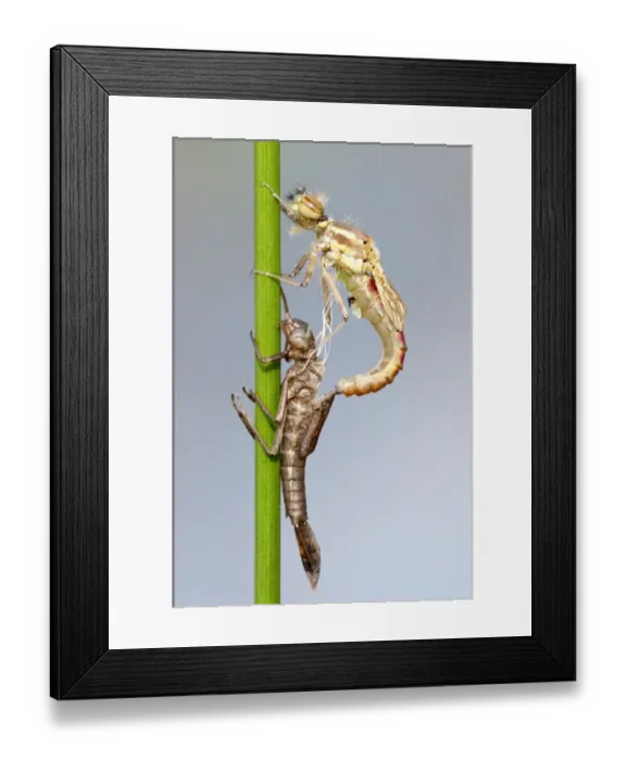 Framed Print : Large red damselfly {Pyrrhosoma nymphula} emerging from nymphal case, Cornwall, UK Framed Print : Large red damselfly {Pyrrhosoma nymphula} emerging from nymphal case, Cornwall, UK