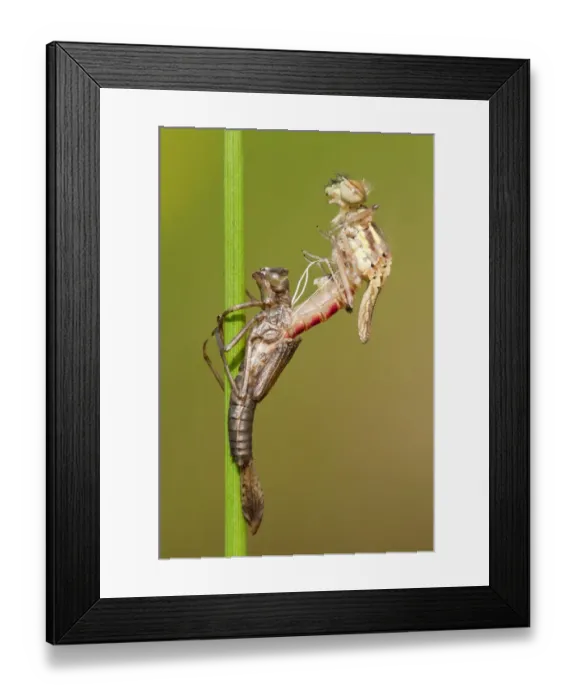 Framed Print : Large red damselfly {Pyrrhosoma nymphula} emerging from nymphal case, Cornwall, UK Framed Print : Large red damselfly {Pyrrhosoma nymphula} emerging from nymphal case, Cornwall, UK