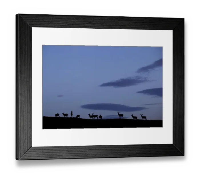Framed Print : Silhouette of herd of female Red deer (Cervus elaphus) on ridge at dawn, RSPB Forsinard Flows Framed Print : Silhouette of herd of female Red deer (Cervus elaphus) on ridge at dawn, RSPB Forsinard Flows
