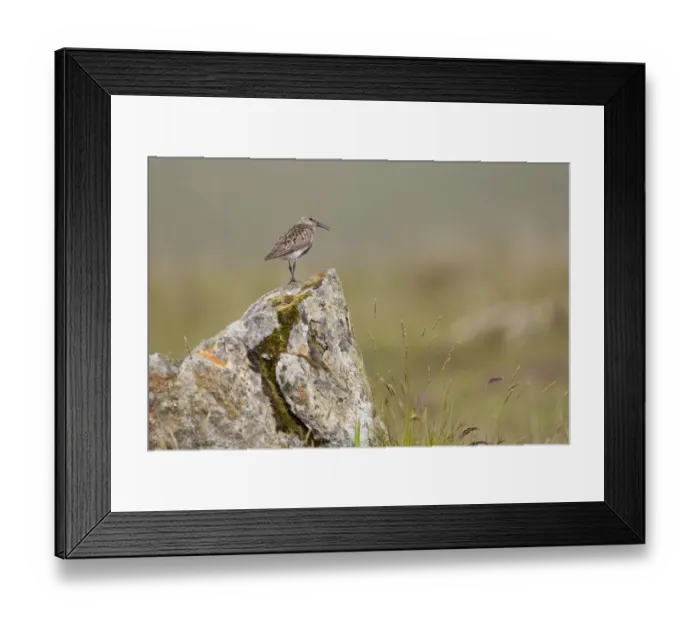Framed Print : Dunlin (Calidris alpina) in breeding plumage, Outer Hebrides, Scotland, UK, July Framed Print : Dunlin (Calidris alpina) in breeding plumage, Outer Hebrides, Scotland, UK, July