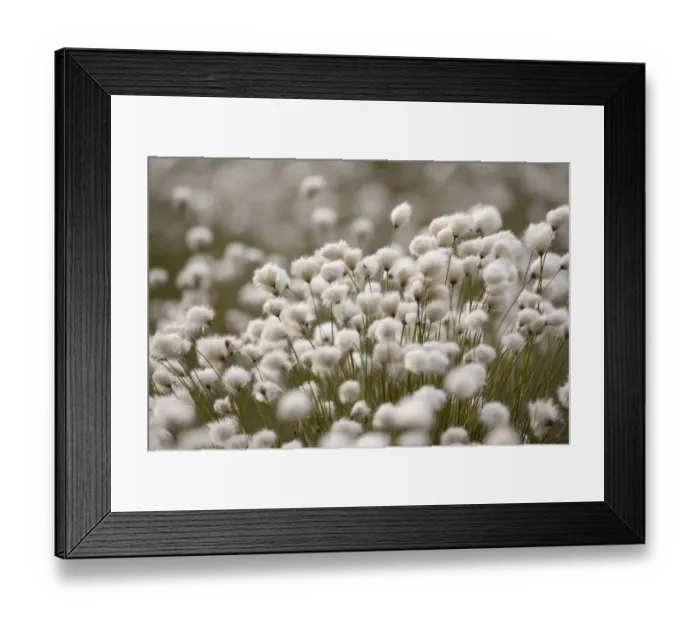 Framed Print : Harestail cottongrass (Eriophorum vaginatum) in flower, Flow Country, Forsinard, Caithness Framed Print : Harestail cottongrass (Eriophorum vaginatum) in flower, Flow Country, Forsinard, Caithness
