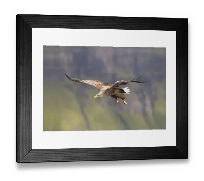 Framed Print : RF- White tailed sea eagle (Haliaeetus albicilla) in flight, Portree, Skye, Inner Hebrides Framed Print : RF- White tailed sea eagle (Haliaeetus albicilla) in flight, Portree, Skye, Inner Hebrides