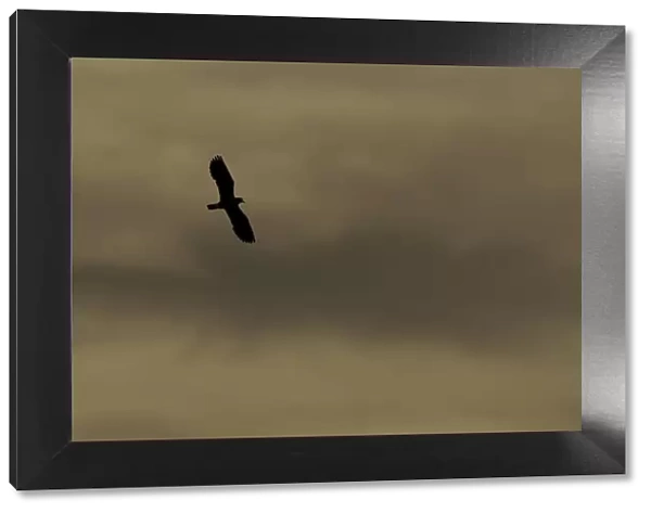 Lapwing (Vanellus vanellus) in flight, silhouetted at dusk, North Uist, Western Isles
