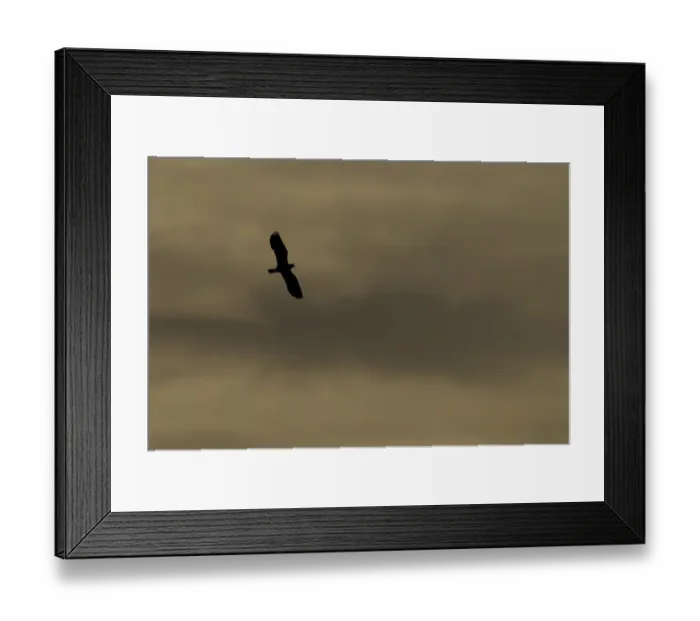 Framed Print : Lapwing (Vanellus vanellus) in flight, silhouetted at dusk, North Uist, Western Isles Framed Print : Lapwing (Vanellus vanellus) in flight, silhouetted at dusk, North Uist, Western Isles