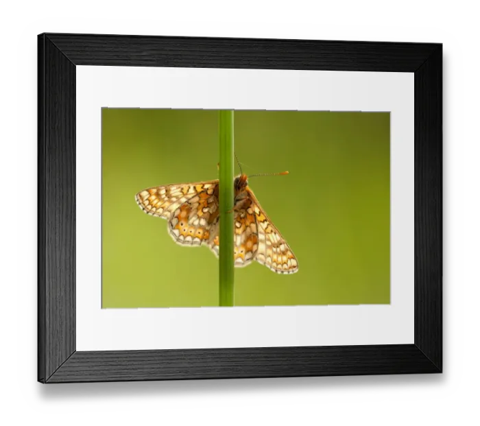 Framed Print : Marsh fritillary butterfly {Euphydrayas aurinia} backlit on plant stem, Dunsdon, near Holsworthy Framed Print : Marsh fritillary butterfly {Euphydrayas aurinia} backlit on plant stem, Dunsdon, near Holsworthy