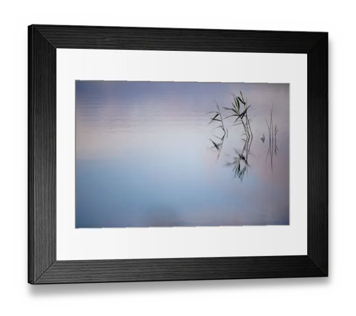Framed Print : Common reeds {Phragmites communis}, reflected in water, Ham Wall (RSPB) Nature Reserve
