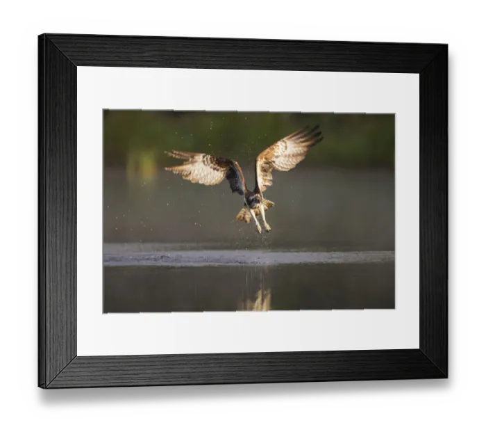 Framed Print : Osprey (Pandion haliaeetus) fishing at dawn, Cairngorms NP, Highland, Scotland, UK, July Framed Print : Osprey (Pandion haliaeetus) fishing at dawn, Cairngorms NP, Highland, Scotland, UK, July