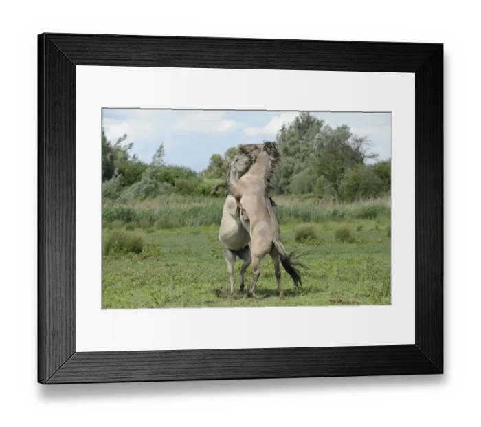 Framed Print : Konik horse (Equus caballus) two stallions fighting, Wicken Fen, Cambridgeshire, UK, June Framed Print : Konik horse (Equus caballus) two stallions fighting, Wicken Fen, Cambridgeshire, UK, June